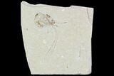 Cretaceous Fossil Shrimp - Lebanon #107438-1